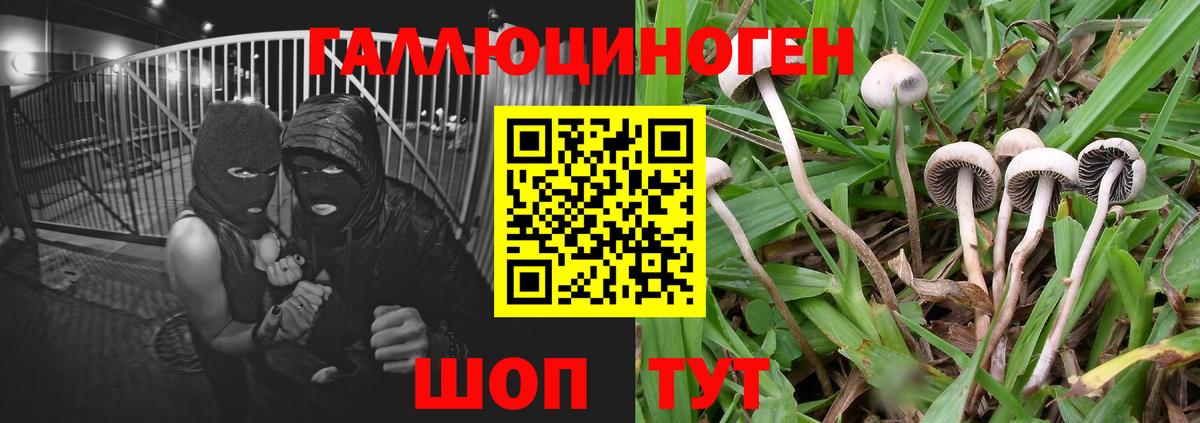 Псилоцибиновые грибы ЛСД Чернушка